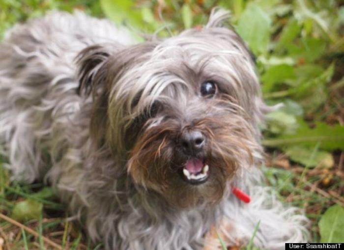 ¿Qué hacen un tigre o un león si les dejas una caja de cartón? El mejor vídeo de bichinos de la semana (VÍDEO)