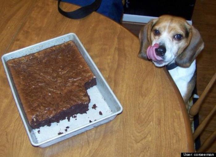 ¿Qué hacen un tigre o un león si les dejas una caja de cartón? El mejor vídeo de bichinos de la semana (VÍDEO)