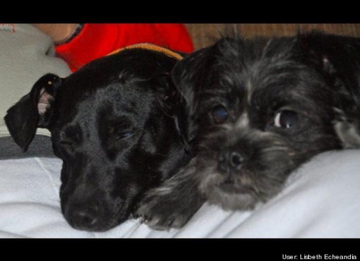 ¿Qué hacen un tigre o un león si les dejas una caja de cartón? El mejor vídeo de bichinos de la semana (VÍDEO)