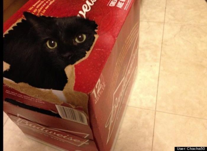 ¿Qué hacen un tigre o un león si les dejas una caja de cartón? El mejor vídeo de bichinos de la semana (VÍDEO)