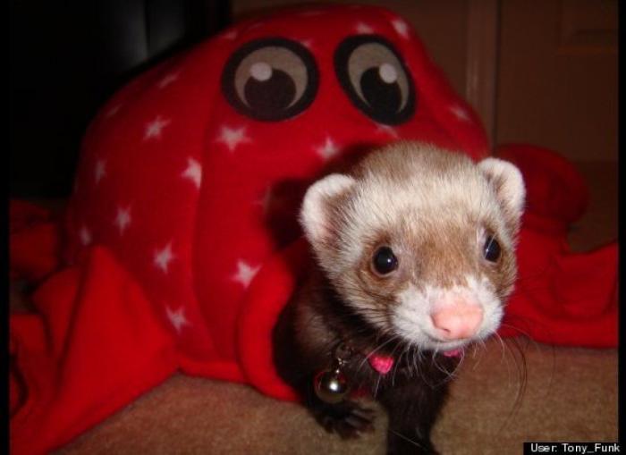 ¿Qué hacen un tigre o un león si les dejas una caja de cartón? El mejor vídeo de bichinos de la semana (VÍDEO)