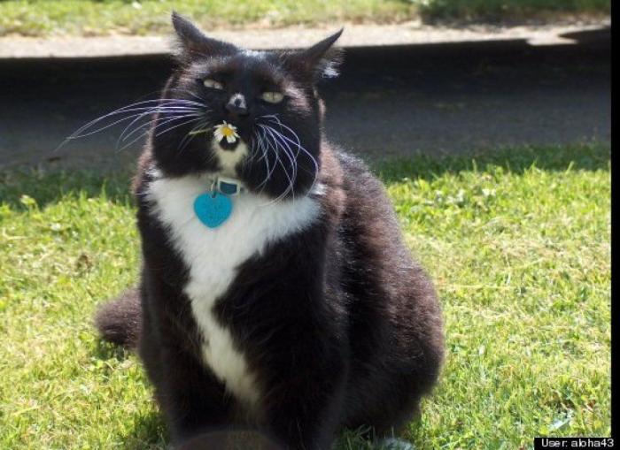 ¿Qué hacen un tigre o un león si les dejas una caja de cartón? El mejor vídeo de bichinos de la semana (VÍDEO)