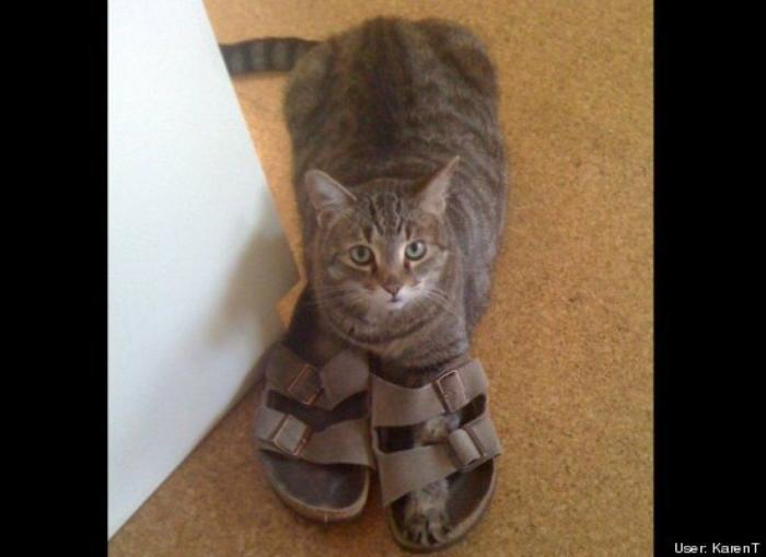 ¿Qué hacen un tigre o un león si les dejas una caja de cartón? El mejor vídeo de bichinos de la semana (VÍDEO)