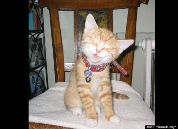 ¿Qué hacen un tigre o un león si les dejas una caja de cartón? El mejor vídeo de bichinos de la semana (VÍDEO)