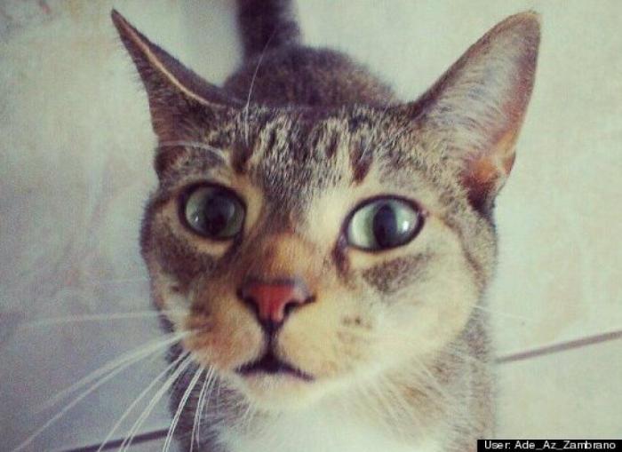 ¿Qué hacen un tigre o un león si les dejas una caja de cartón? El mejor vídeo de bichinos de la semana (VÍDEO)