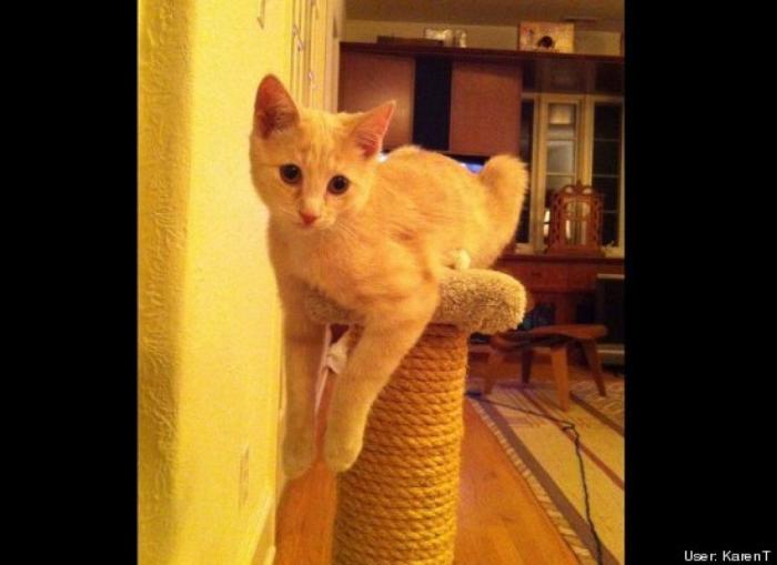 ¿Qué hacen un tigre o un león si les dejas una caja de cartón? El mejor vídeo de bichinos de la semana (VÍDEO)