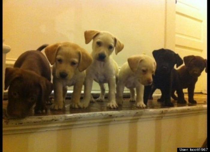 ¿Qué hacen un tigre o un león si les dejas una caja de cartón? El mejor vídeo de bichinos de la semana (VÍDEO)