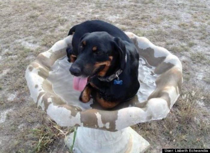 ¿Qué hacen un tigre o un león si les dejas una caja de cartón? El mejor vídeo de bichinos de la semana (VÍDEO)