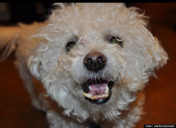 ¿Qué hacen un tigre o un león si les dejas una caja de cartón? El mejor vídeo de bichinos de la semana (VÍDEO)