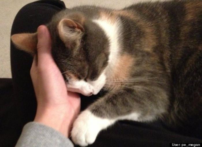 ¿Qué hacen un tigre o un león si les dejas una caja de cartón? El mejor vídeo de bichinos de la semana (VÍDEO)