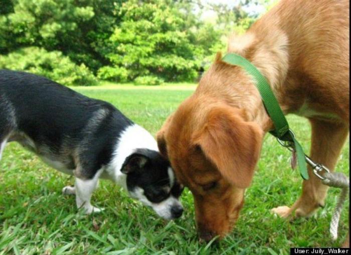 ¿Qué hacen un tigre o un león si les dejas una caja de cartón? El mejor vídeo de bichinos de la semana (VÍDEO)
