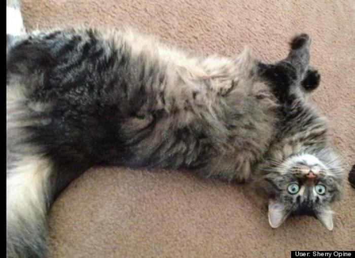 ¿Qué hacen un tigre o un león si les dejas una caja de cartón? El mejor vídeo de bichinos de la semana (VÍDEO)