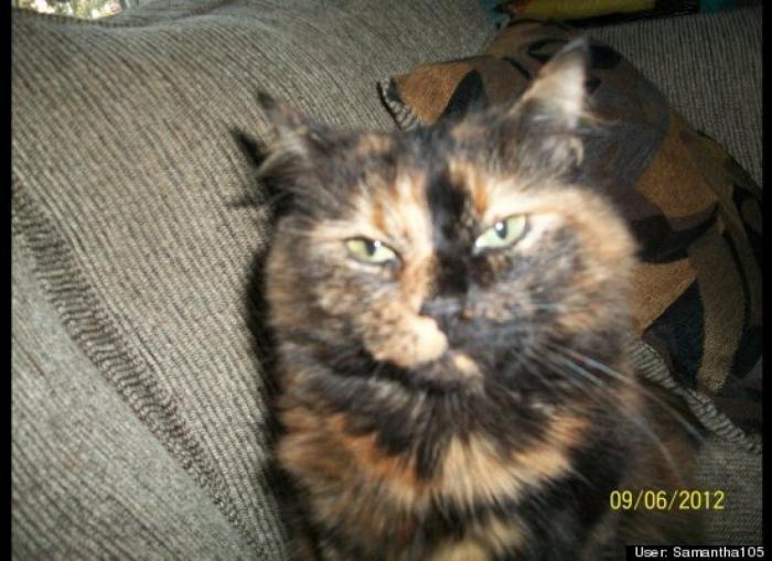 ¿Qué hacen un tigre o un león si les dejas una caja de cartón? El mejor vídeo de bichinos de la semana (VÍDEO)