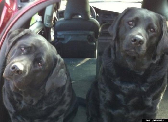 ¿Qué hacen un tigre o un león si les dejas una caja de cartón? El mejor vídeo de bichinos de la semana (VÍDEO)