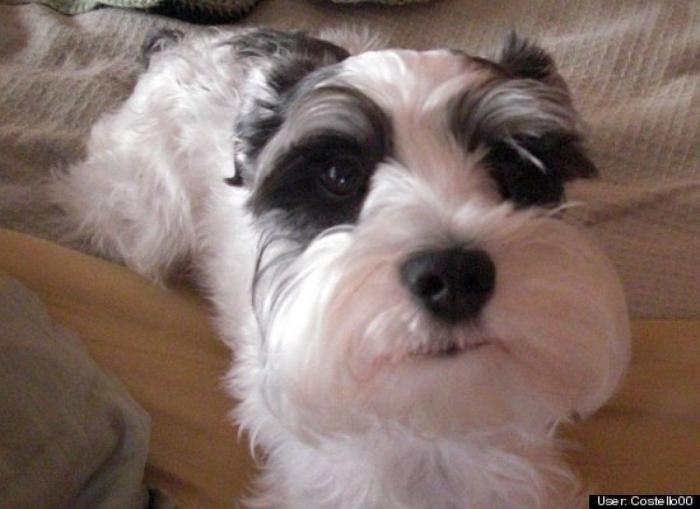 ¿Qué hacen un tigre o un león si les dejas una caja de cartón? El mejor vídeo de bichinos de la semana (VÍDEO)