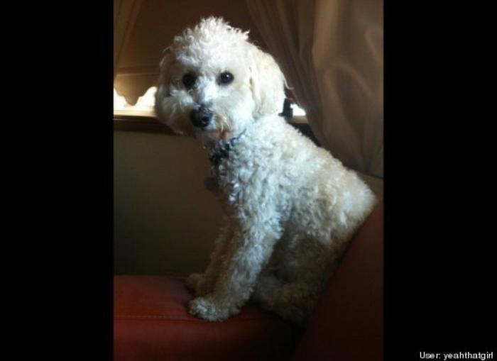 ¿Qué hacen un tigre o un león si les dejas una caja de cartón? El mejor vídeo de bichinos de la semana (VÍDEO)