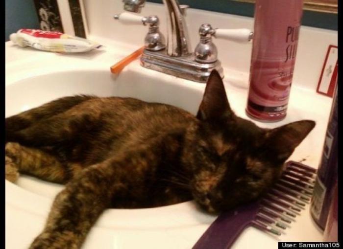 ¿Qué hacen un tigre o un león si les dejas una caja de cartón? El mejor vídeo de bichinos de la semana (VÍDEO)