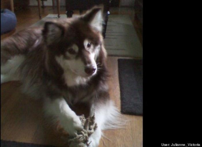 ¿Qué hacen un tigre o un león si les dejas una caja de cartón? El mejor vídeo de bichinos de la semana (VÍDEO)