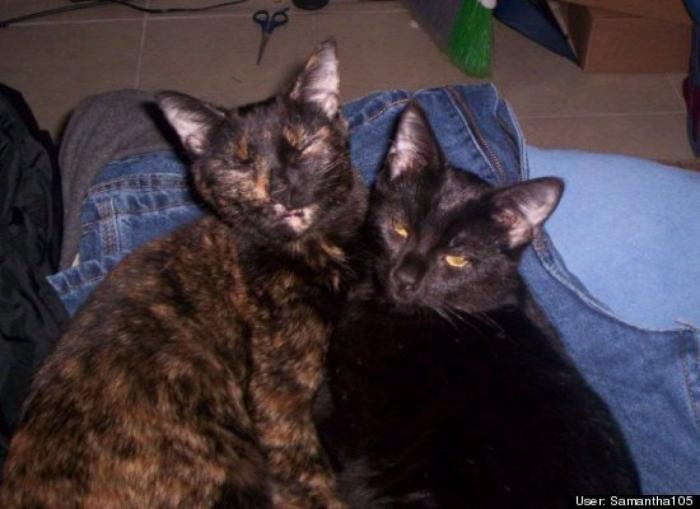 ¿Qué hacen un tigre o un león si les dejas una caja de cartón? El mejor vídeo de bichinos de la semana (VÍDEO)