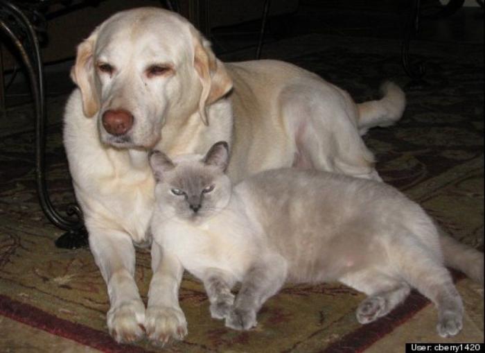 ¿Qué hacen un tigre o un león si les dejas una caja de cartón? El mejor vídeo de bichinos de la semana (VÍDEO)