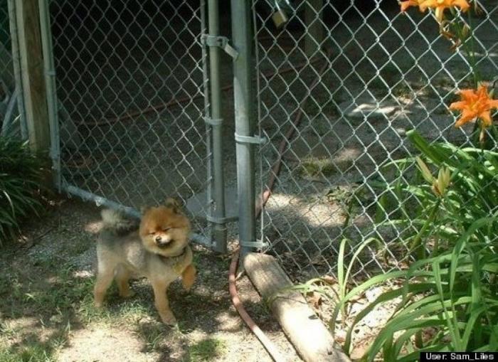 ¿Qué hacen un tigre o un león si les dejas una caja de cartón? El mejor vídeo de bichinos de la semana (VÍDEO)