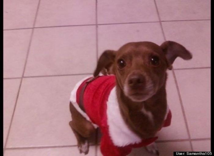 ¿Qué hacen un tigre o un león si les dejas una caja de cartón? El mejor vídeo de bichinos de la semana (VÍDEO)