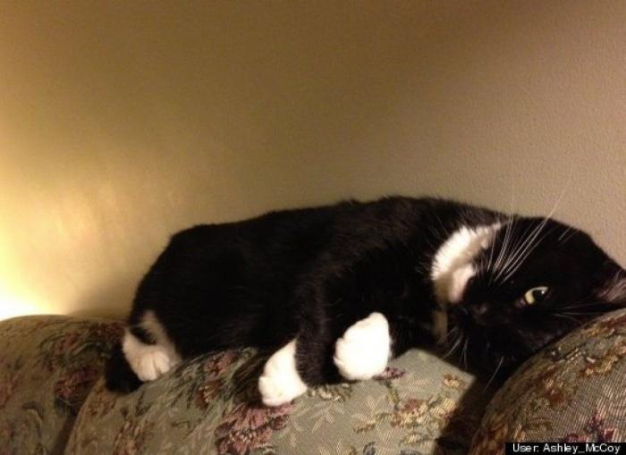 ¿Qué hacen un tigre o un león si les dejas una caja de cartón? El mejor vídeo de bichinos de la semana (VÍDEO)