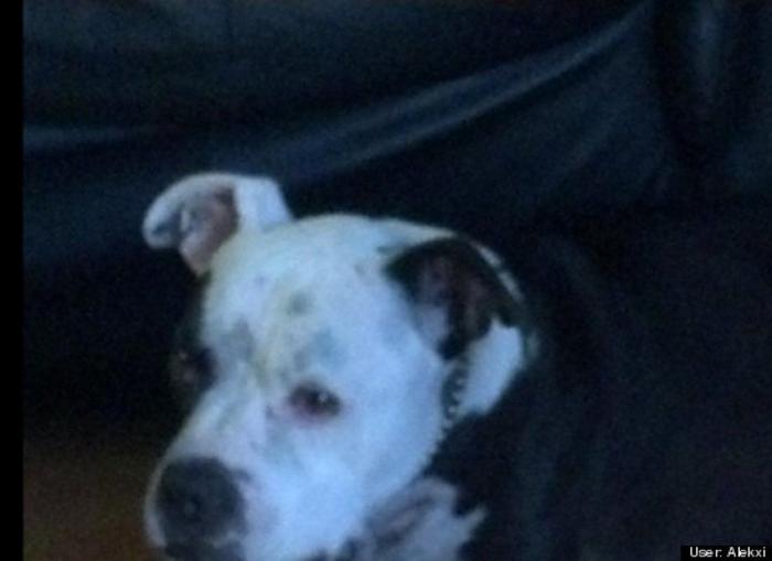 ¿Qué hacen un tigre o un león si les dejas una caja de cartón? El mejor vídeo de bichinos de la semana (VÍDEO)