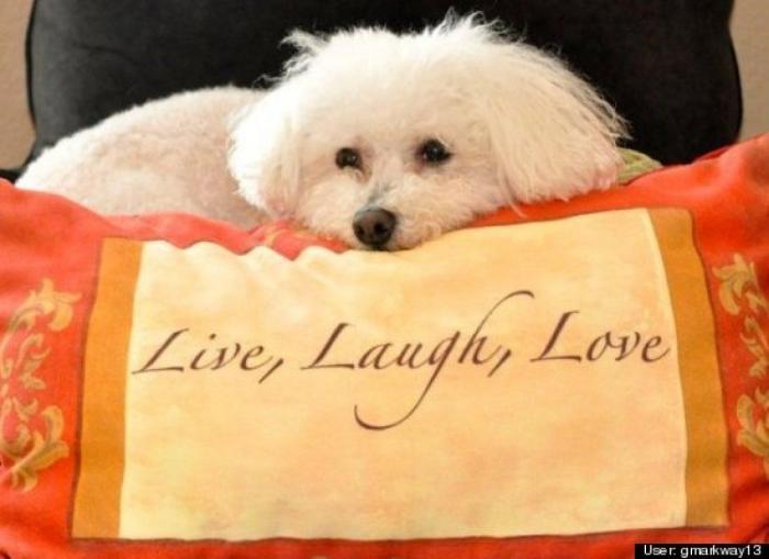 ¿Qué hacen un tigre o un león si les dejas una caja de cartón? El mejor vídeo de bichinos de la semana (VÍDEO)