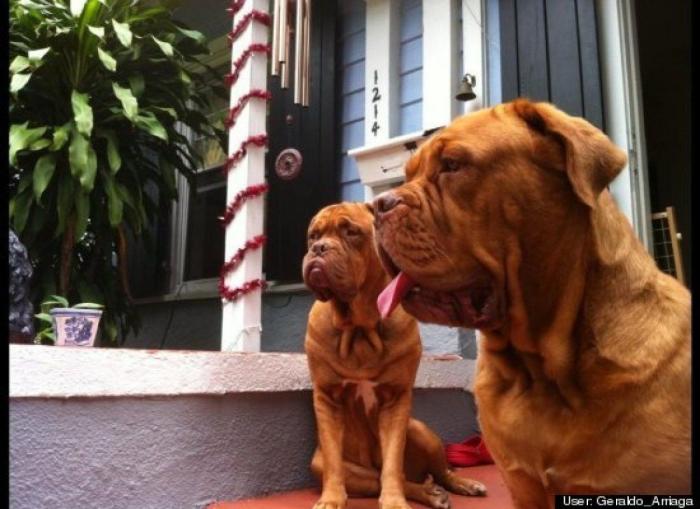 ¿Qué hacen un tigre o un león si les dejas una caja de cartón? El mejor vídeo de bichinos de la semana (VÍDEO)