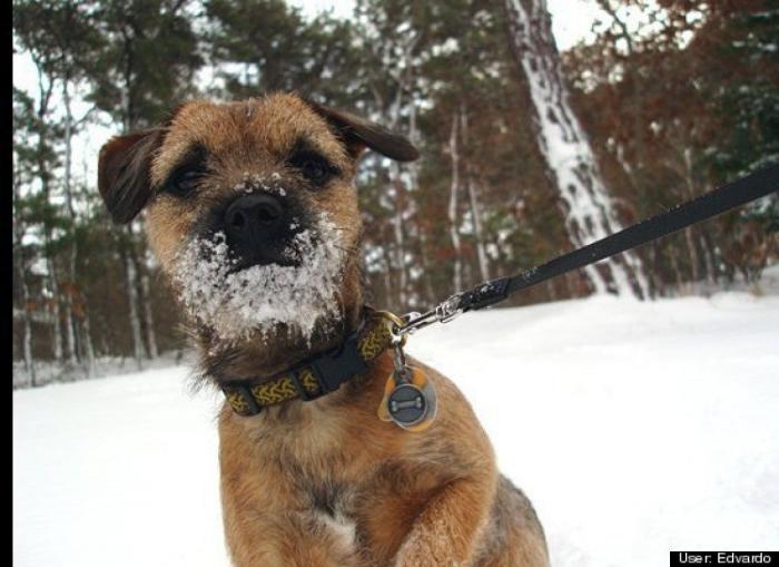 ¿Qué hacen un tigre o un león si les dejas una caja de cartón? El mejor vídeo de bichinos de la semana (VÍDEO)