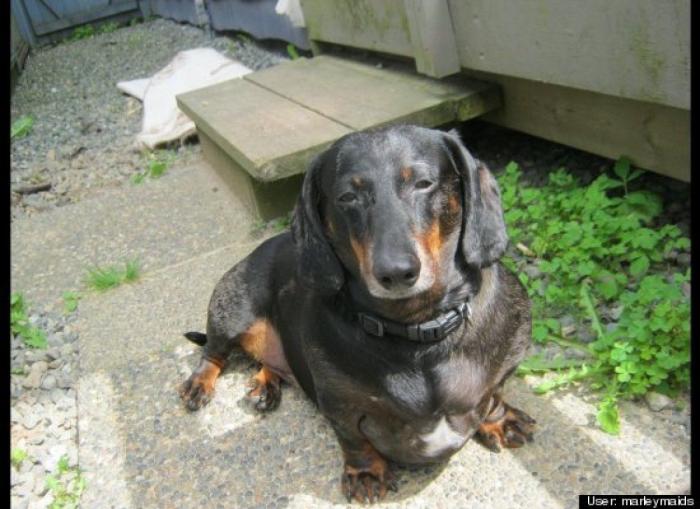 ¿Qué hacen un tigre o un león si les dejas una caja de cartón? El mejor vídeo de bichinos de la semana (VÍDEO)