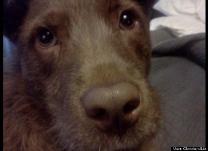 ¿Qué hacen un tigre o un león si les dejas una caja de cartón? El mejor vídeo de bichinos de la semana (VÍDEO)