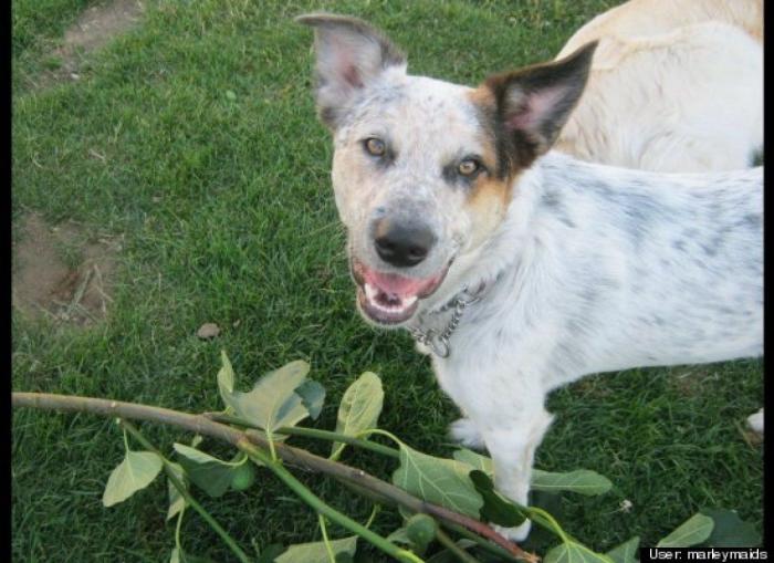 ¿Qué hacen un tigre o un león si les dejas una caja de cartón? El mejor vídeo de bichinos de la semana (VÍDEO)