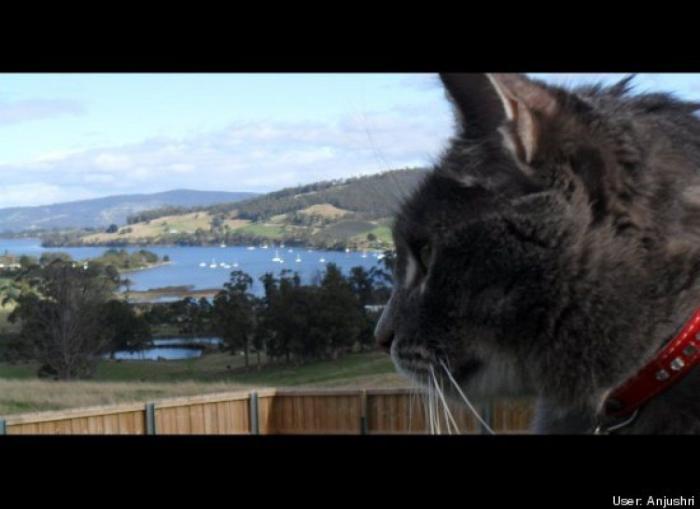 ¿Qué hacen un tigre o un león si les dejas una caja de cartón? El mejor vídeo de bichinos de la semana (VÍDEO)