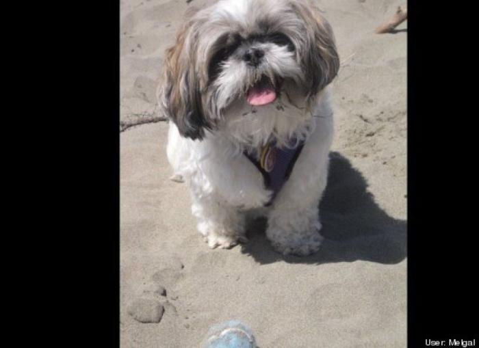 ¿Qué hacen un tigre o un león si les dejas una caja de cartón? El mejor vídeo de bichinos de la semana (VÍDEO)