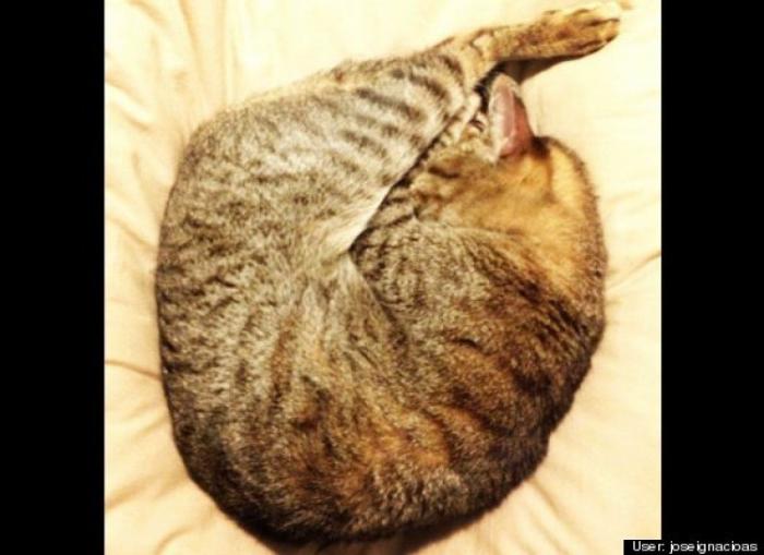 ¿Qué hacen un tigre o un león si les dejas una caja de cartón? El mejor vídeo de bichinos de la semana (VÍDEO)