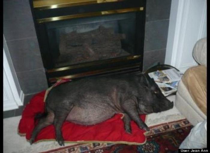 ¿Qué hacen un tigre o un león si les dejas una caja de cartón? El mejor vídeo de bichinos de la semana (VÍDEO)