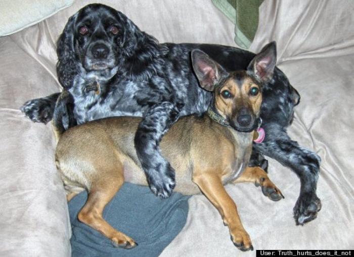 ¿Qué hacen un tigre o un león si les dejas una caja de cartón? El mejor vídeo de bichinos de la semana (VÍDEO)