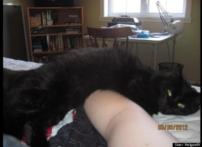 ¿Qué hacen un tigre o un león si les dejas una caja de cartón? El mejor vídeo de bichinos de la semana (VÍDEO)