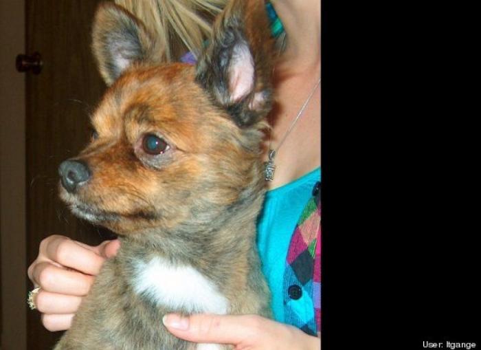 ¿Qué hacen un tigre o un león si les dejas una caja de cartón? El mejor vídeo de bichinos de la semana (VÍDEO)