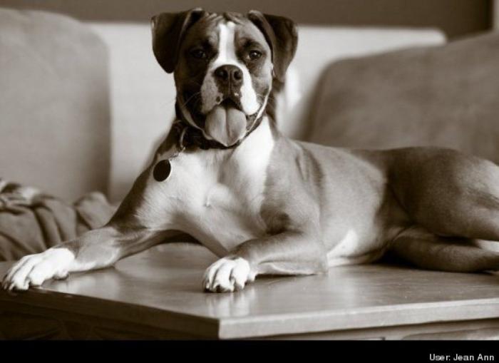 ¿Qué hacen un tigre o un león si les dejas una caja de cartón? El mejor vídeo de bichinos de la semana (VÍDEO)