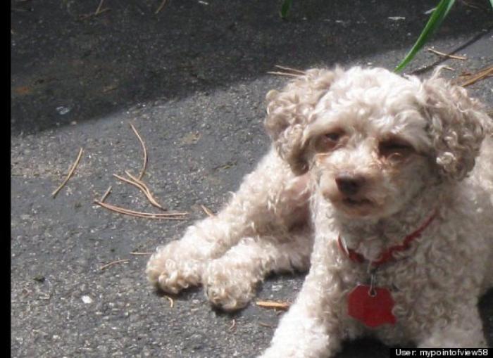 ¿Qué hacen un tigre o un león si les dejas una caja de cartón? El mejor vídeo de bichinos de la semana (VÍDEO)