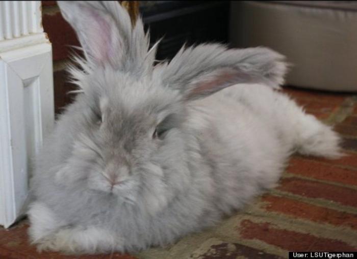 ¿Qué hacen un tigre o un león si les dejas una caja de cartón? El mejor vídeo de bichinos de la semana (VÍDEO)