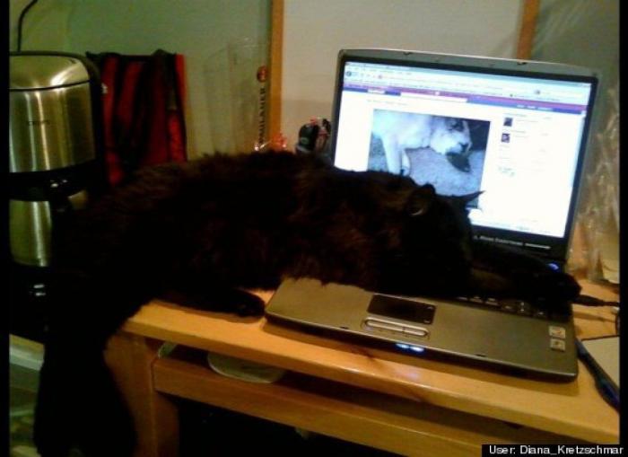 ¿Qué hacen un tigre o un león si les dejas una caja de cartón? El mejor vídeo de bichinos de la semana (VÍDEO)