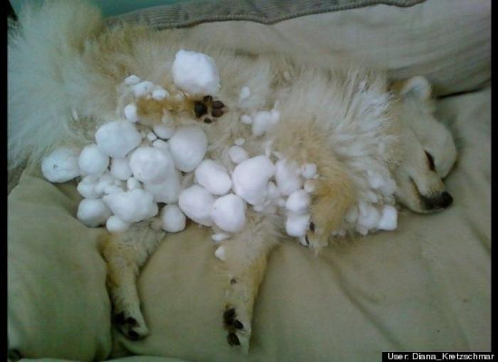 ¿Qué hacen un tigre o un león si les dejas una caja de cartón? El mejor vídeo de bichinos de la semana (VÍDEO)