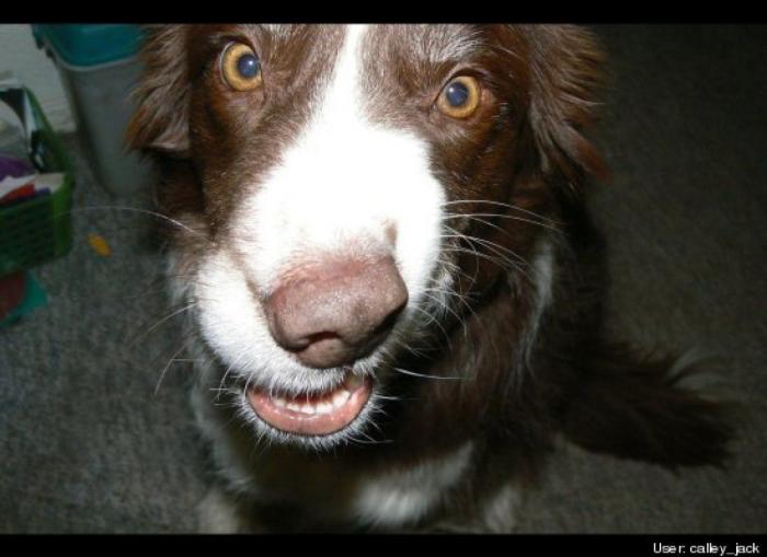 ¿Qué hacen un tigre o un león si les dejas una caja de cartón? El mejor vídeo de bichinos de la semana (VÍDEO)