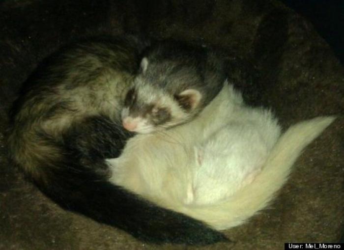 ¿Qué hacen un tigre o un león si les dejas una caja de cartón? El mejor vídeo de bichinos de la semana (VÍDEO)