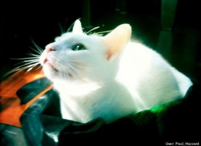 ¿Qué hacen un tigre o un león si les dejas una caja de cartón? El mejor vídeo de bichinos de la semana (VÍDEO)