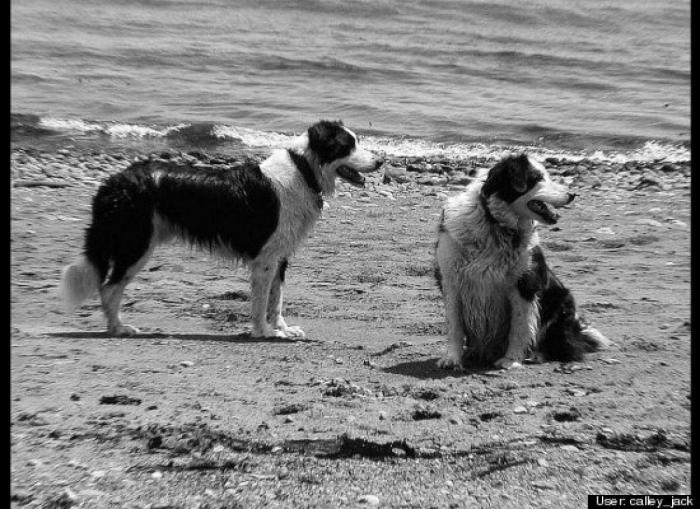 ¿Qué hacen un tigre o un león si les dejas una caja de cartón? El mejor vídeo de bichinos de la semana (VÍDEO)